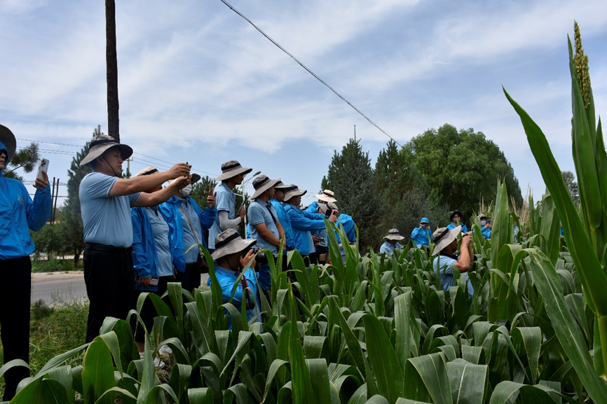 攜手同行 共創(chuàng)未來(lái) —— 敦煌種業(yè)黃淮海區(qū)域戰(zhàn)略合作伙伴赴酒泉進(jìn)行觀摩交流